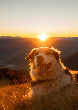 sonnenuntergang geige herbst neu (3).jpg