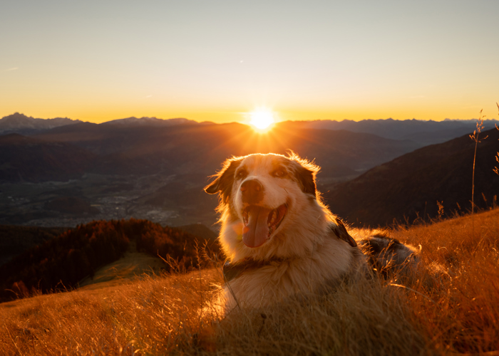 sonnenuntergang geige herbst neu (3).jpg