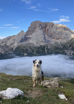 Urlaub mit Hund.jpg
