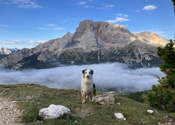 Urlaub mit Hund.jpg